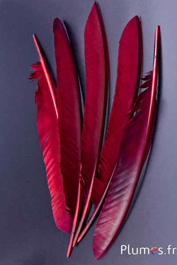 Blauwe pauw - 33-37 cm - bordeaux-bruin 